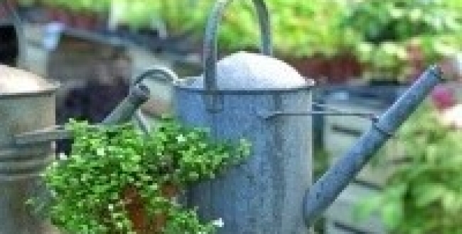 Les fées nature entretiennent vos plantes vertes